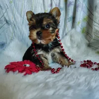 Jemma, a female Yorkshire Terrier for sale in Pine Grove, PA – 1 of 6