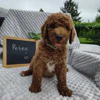 Petey, a male Goldendoodle for sale in Pine Grove, PA – 4 of 5