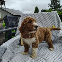 Chester, a male Goldendoodle for sale in Pine Grove, PA – 5 of 9