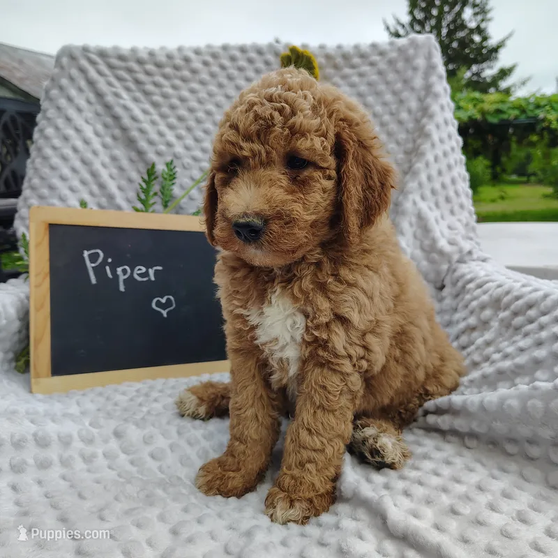 Piper – Goldendoodle puppy for sale in Pine Grove, PA