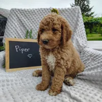 Piper, a male Goldendoodle for sale in Pine Grove, PA – 1 of 4