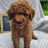 Tommy , a male Goldendoodle for sale in Pine Grove, PA – 9 of 10