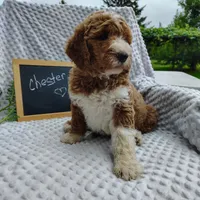 Chester, a male Goldendoodle for sale in Pine Grove, PA – 1 of 9