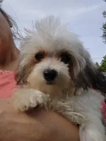 Popeye/tea cup, a male Maltipoo for sale in Pine Grove, PA – Photo 1 of 6