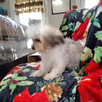 Popeye/tea cup, a male Maltipoo for sale in Pine Grove, PA – Photo 3 of 6