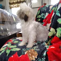 Popeye/tea cup, a male Maltipoo for sale in Pine Grove, PA – Photo 6 of 6