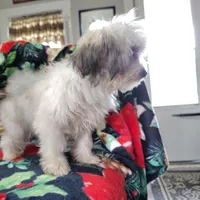 Popeye/tea cup, a male Maltipoo for sale in Pine Grove, PA – Photo 5 of 6