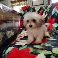 Popeye/tea cup, a male Maltipoo for sale in Pine Grove, PA – Photo 4 of 6