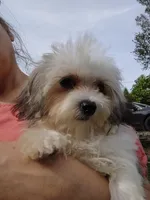 Popeye/tea cup, a male Maltipoo for sale in Pine Grove, PA – Photo 2 of 6