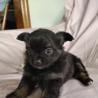 Bebe, a female Pomchi for sale in Pine Grove, PA – 5 of 5