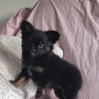 Bebe, a female Pomchi for sale in Pine Grove, PA – 1 of 10