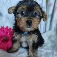 June bug, a female Yorkshire Terrier for sale in Pine Grove, PA – 4 of 5
