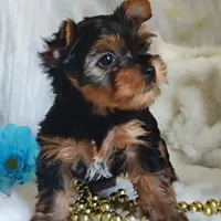 Linus, a male Yorkshire Terrier for sale in Pine Grove, PA – 4 of 5