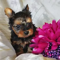 Anna, a female Yorkshire Terrier for sale in Pine Grove, PA – 4 of 6
