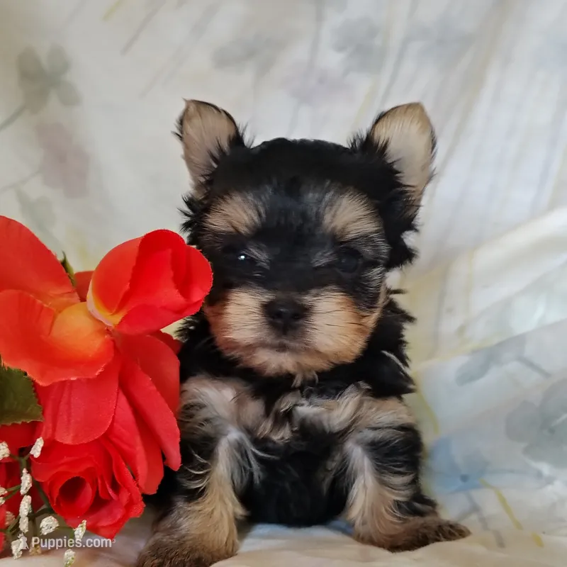 Emma – Yorkshire Terrier puppy for sale in Pine Grove, PA