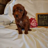 Baby doll , a female Miniature Goldendoodle for sale in Pine Grove, PA – 4 of 5