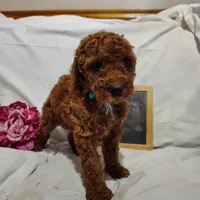 Bubbles, a female Miniature Goldendoodle for sale in Pine Grove, PA – 6 of 7