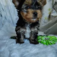 Jet, a male Yorkshire Terrier for sale in Pine Grove, PA – 3 of 6