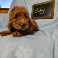 Sully, a male Miniature Goldendoodle for sale in Pine Grove, PA – 4 of 5