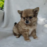 Kit kat, a female Pomchi for sale in Pine Grove, PA – 4 of 6