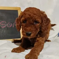 Blossom , a female Miniature Goldendoodle for sale in Pine Grove, PA – 2 of 5
