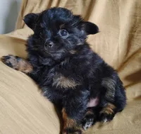 Teddy bear, a male Pomchi for sale in Pine Grove, PA – 5 of 8
