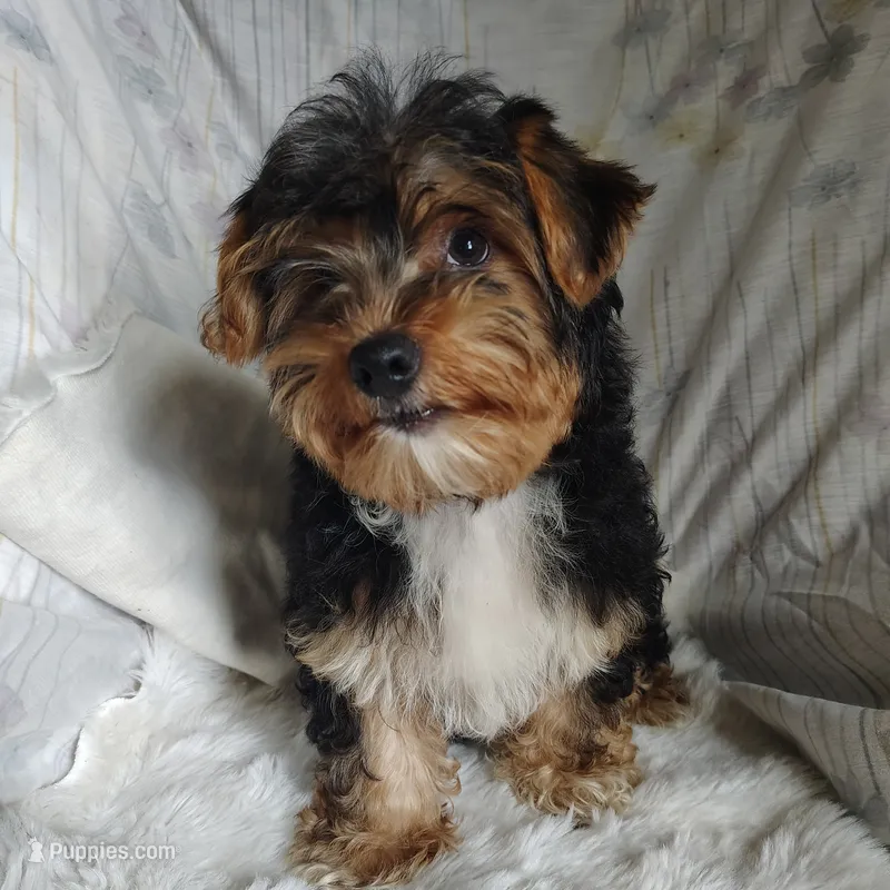Freddiola – Yorkshire Terrier puppy for sale in Pine Grove, PA
