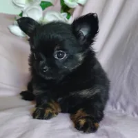Bebe, a female Pomchi for sale in Pine Grove, PA – 5 of 10