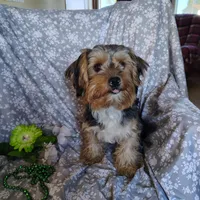 Freddiola, a male Yorkshire Terrier for sale in Pine Grove, PA – 1 of 7