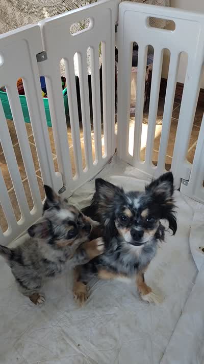 Betsy , a female Pomchi for sale in Pine Grove, PA – 5 of 5