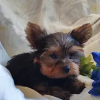 Chip, a male Yorkshire Terrier for sale in Pine Grove, PA – 4 of 6