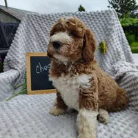 Chester, a male Goldendoodle for sale in Pine Grove, PA – 4 of 9