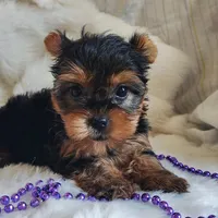 Lilly, a female Yorkshire Terrier for sale in Pine Grove, PA – 5 of 5