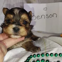 Benson, a male Yorkshire Terrier for sale in Pine Grove, PA – Photo 1 of 4