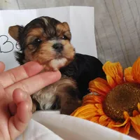 Benson, a male Yorkshire Terrier for sale in Pine Grove, PA – Photo 2 of 4