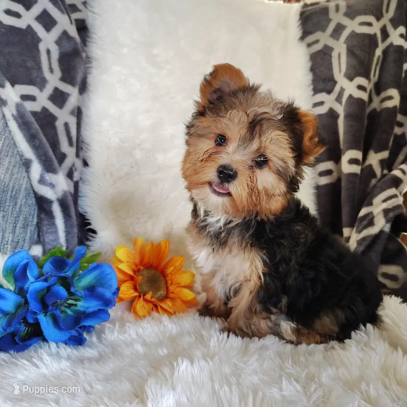 Benson – Yorkshire Terrier puppy for sale in Pine Grove, PA