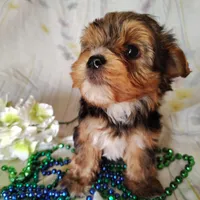 Benson, a male Yorkshire Terrier for sale in Pine Grove, PA – Photo 2 of 4