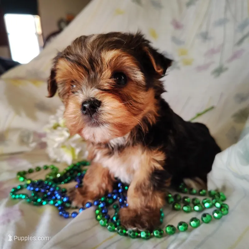 Benson – Yorkshire Terrier puppy for sale in Pine Grove, PA