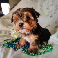Benson, a male Yorkshire Terrier for sale in Pine Grove, PA – Photo 1 of 4