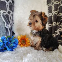 Benson, a male Yorkshire Terrier for sale in Pine Grove, PA – 2 of 5