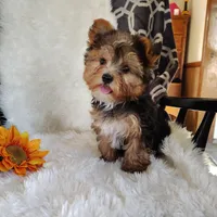 Benson, a male Yorkshire Terrier for sale in Pine Grove, PA – 4 of 5