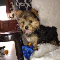 Benson, a male Yorkshire Terrier for sale in Pine Grove, PA – 5 of 5