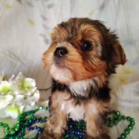 Benson, a male Yorkshire Terrier for sale in Pine Grove, PA – Photo 3 of 4