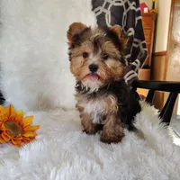 Benson, a male Yorkshire Terrier for sale in Pine Grove, PA – 3 of 5
