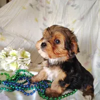 Benson, a male Yorkshire Terrier for sale in Pine Grove, PA – Photo 4 of 4