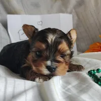 Benson, a male Yorkshire Terrier for sale in Pine Grove, PA – Photo 4 of 4