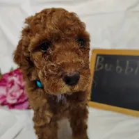 Bubbles, a female Miniature Goldendoodle for sale in Pine Grove, PA – 5 of 7