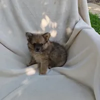 Snickers, a male Pomchi for sale in Pine Grove, PA – 4 of 6