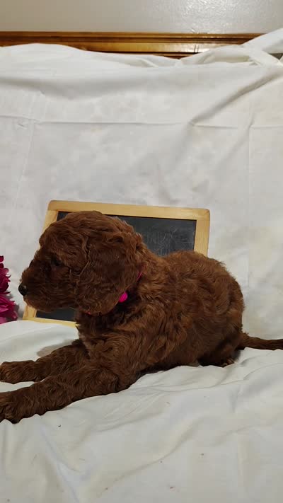 Blossom , a female Miniature Goldendoodle for sale in Pine Grove, PA – 5 of 5
