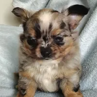 Boots, a male Pomchi for sale in Pine Grove, PA – 3 of 6